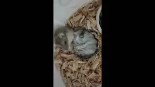 Meu hamster sonhando a coisa mais fofa 🥰