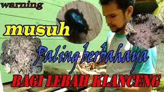 Musuh Paling berbahaya Bagi Lebah Klanceng.