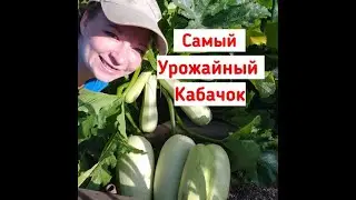 Этот кабачок буду сажать всегда! Пашет за всех в любых условиях!