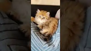 Нежная шотландская малышка😻хайленд страйт золотого окраса💝свободна для Вас📌Питомник Melody Soul😺
