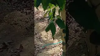 Cabe Jamu 7 bulan Belajar Berbuah #cabejamu #cabejawa #petanimilenial