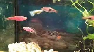 Новые рыбки