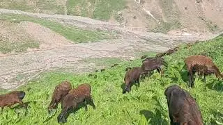 2023 г. яйловда кузи корин ковирдик