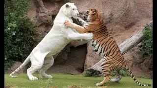 Tiger attack tiger - Animal fights - Rare white tiger vs tiger Easy fight