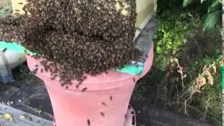 Bee keeping naked