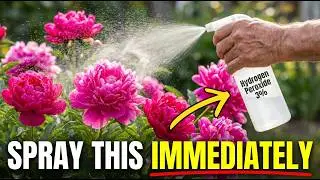Why You Should Spray Your Perennials with HYDROGEN PEROXIDE Immediately