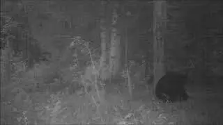 Медведь Ферапонт чешет спину 04 09 17