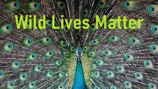 Wild Lives Matter
