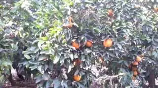 Сбор апельсинов в Израиле