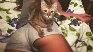 Кошка - массажистка😄/ Почему кошка топчет вас лапками?