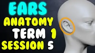 Game Character 👂🏼 Ears Anatomy 👂🏼 Term 1 Session 5