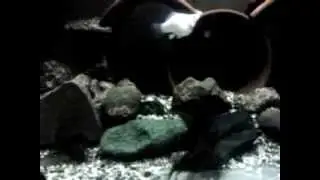 featherfin catfish
