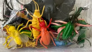 Insects Bugs Ladybug Flies Beetles Grasshopper Crickets Ant butterfly ASMR unboxing