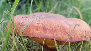 Собираем грибы во дворе дома / We collect mushrooms in the yard of the house, not in the forest