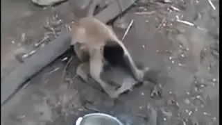 В питерской квартире кто-то точит ножи...