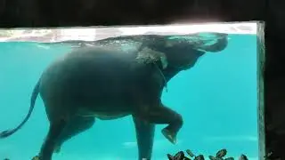 Elephant Aquatic Show in Afamosa Safari Wonderland Melaka Malaysia