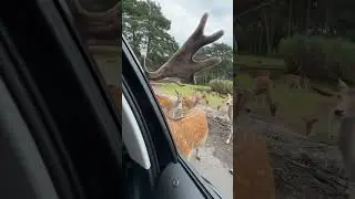 Нападение оленей