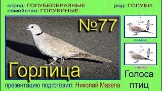 Горлица. Голубь. Голоса птиц