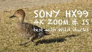 SONY HX99 | 4K ZOOM & IS test with Wild ducks