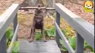 Stupid dog