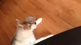 Собака-бесяка