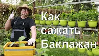 Баклажан.Синенькие.Огород Баварский.