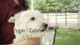 Take a tour of PupsLuv's beautiful Shih Tzu, Carin Terrier, and Westie's mom and dad home.