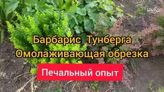 Барбарис Тунберга. Омолаживающая обрезка.
