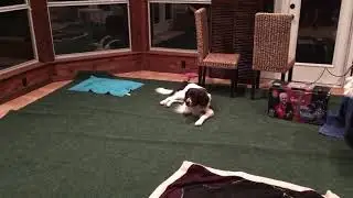 Princeton's Trick Dog Performer video