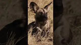 Wild Dogs: African Hunters 😍 