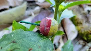 Mercun Bola