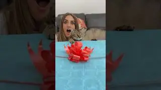 REAZIONE dei miei ANIMALI al NUOVO GATTO😻🎁🥹 