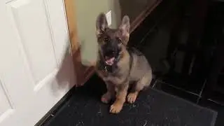 Zootopia German Shepherd, Puppy Howling
