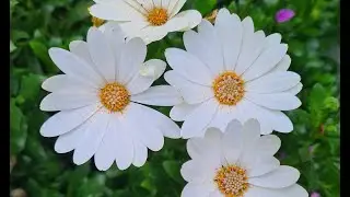 Flores Naturales 4k 60fps