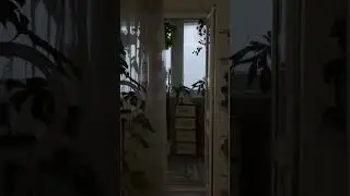ОРХИДЕИ без электричества