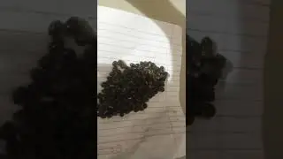 papaya seeds 10x zoom ing omg😮 
