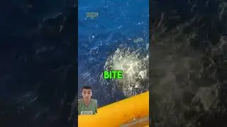 Feeding Frenzy: Hundreds of Fish Swarm for Ship's Food Scraps #FishFeeding #OceanLife