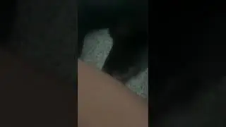 My dog licking me