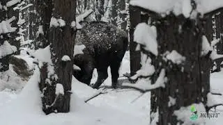 Первые дни обитания зубров в вольерном комплексе в д. Савинская l ФГБУ НП МЕЩЕРА