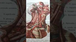 3 awesome anatomy books 📚