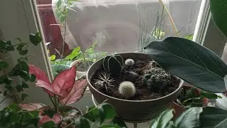 Пересадка кактусов