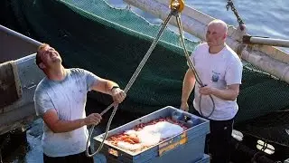 Petersburg's cold-water pink shrimp fishery finds a new market in Iceland