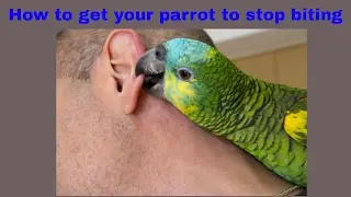 (HOW TO) GET YOUR PARROT TO STOP BITING!