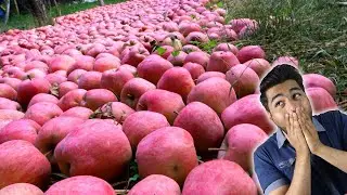 A red carpet made of Lakhs of Apples !!! Kashmir day 2
