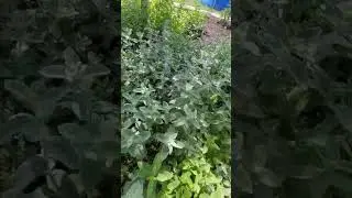 Обзор сортов мяты🌿#мята #мятнаягрядка #дача #сад #огород #лето