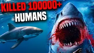 What Shark Species Has Killed The Most Humans?