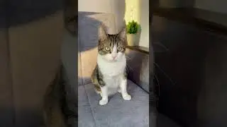 КОШКИ УСТРОИЛИ ИДЕАЛЬНЫЙ ДЕНЬ ДЛЯ ХОЗЯЙКИ!