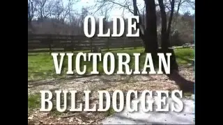Olde Victorian Bulldogges * Exclusive video shot at WOODYBULLS Kennels North Carolina!