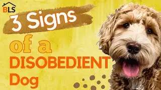 Dog Training Videos - How To Train Your Dog - 3 SIGNS Of A DISOBEDIENT Dog 🤯 🤯🤯