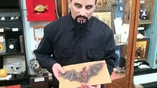 Discovery/Science Channel: Kung Fu Vampire